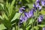 bluebells